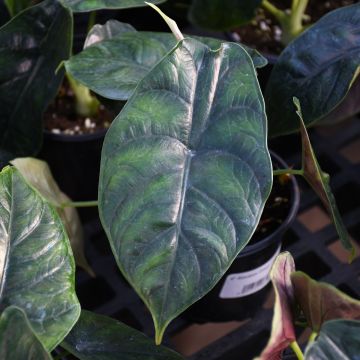 Alocasia 'Green Unicorn'