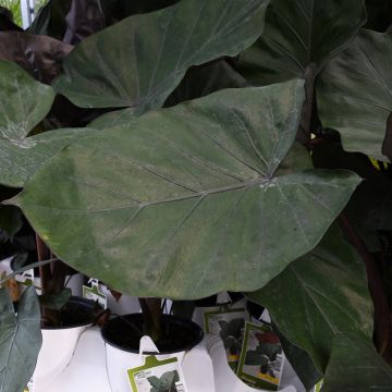 Alocasia, Metal Head