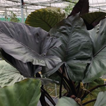 Alocasia, Elephant Ear 'Metalhead'