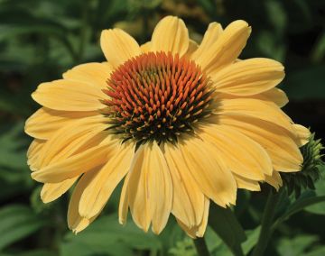 Echinacea, Coneflower 'Prairie Pillars™ Aloha'