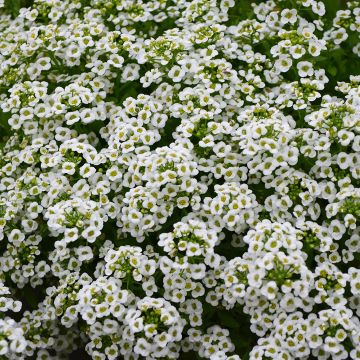 Alyssum, 'White Alyssum'