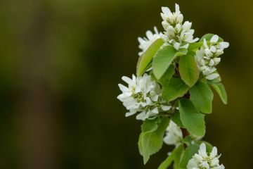 Amelanchier, Serviceberry Shrub 'First Editions® Standing Ovation™'