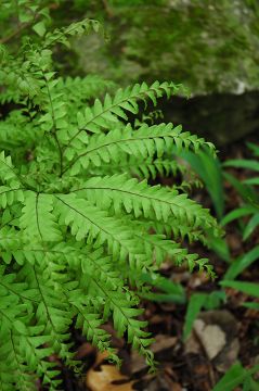 Adiantum, American Maidenhair Fern