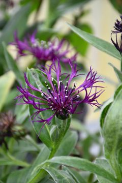 Centaurea, Bachelor Button 'Amethyst Dream'