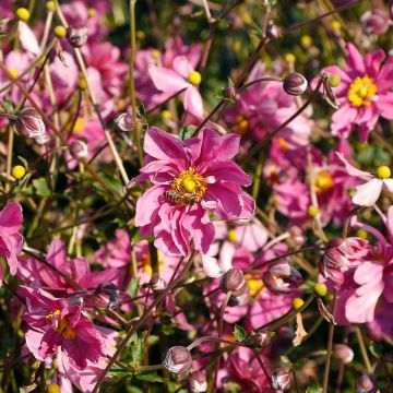 Anemone, Harlequin™ 'Cameo'