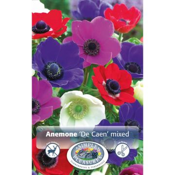 Anemone 'Monarch De Caen'