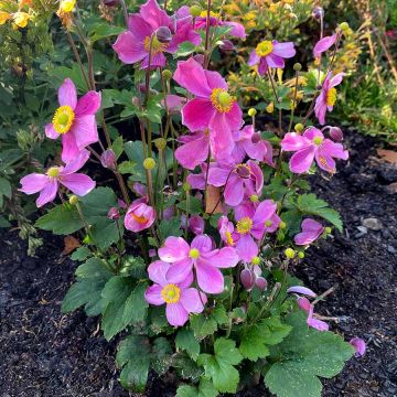 Anemone, Satin Doll™ 'Rosé'