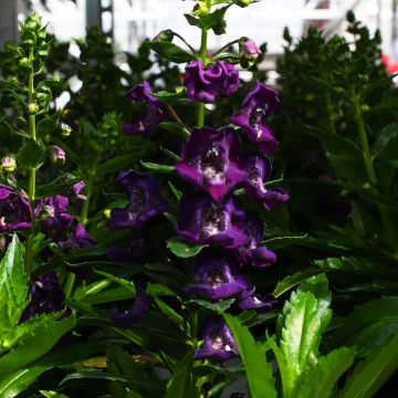 Angelonia, Alonia™ Big 'Grape'