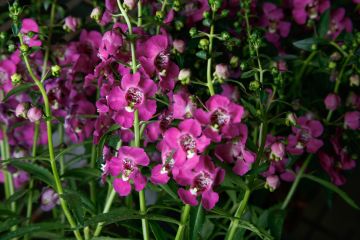 Angelonia, Angelissa™ 'Rose'