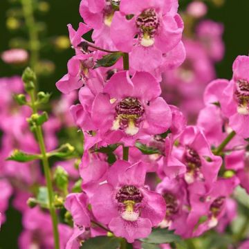Angelonia, Guardian Angel™ 'Pink'