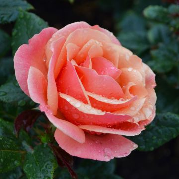 Rosa, Tea Rose 'Anna’s Promise®'