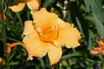 Hemerocallis, Orange Daylily 'Apricot Sparkles'
