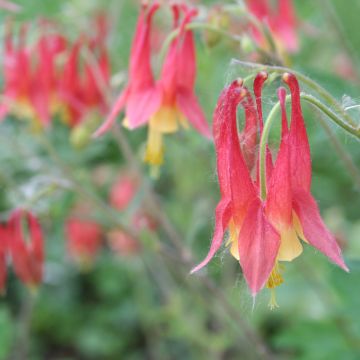 Aquilegia, Columbine, 6 pack