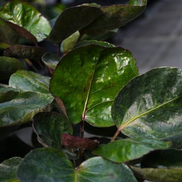 Polyscias Scutellaria, Aralia 'Fabian'