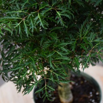 Polyscias Fruticosa, Aralia 'Ming'