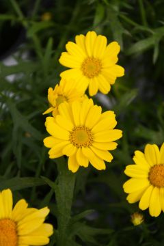 Argyranthemum, Paris Daisy 'Yellow'