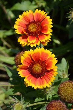 Gaillardia, Blanket Flower 'Arizona Sun'