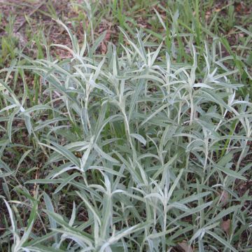 Artemisia, Prairie Sage, 6 pack