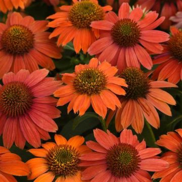 Echinacea, Coneflower 'Artisan™ Red Ombre'