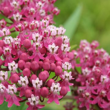 Asclepias, Swamp Milkweed, 6 pack