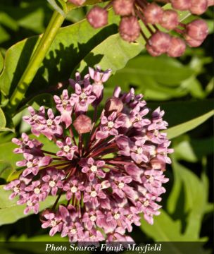 Asclepias, Prairie Milkweed 'Minnesota Native'