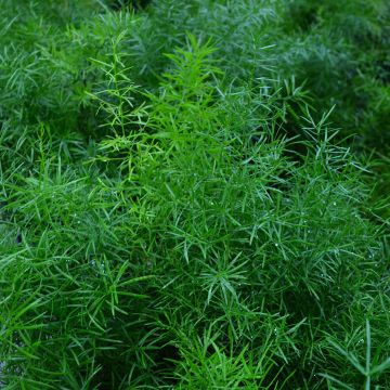 Fern, Asparagus Fern 'Sprengeri'