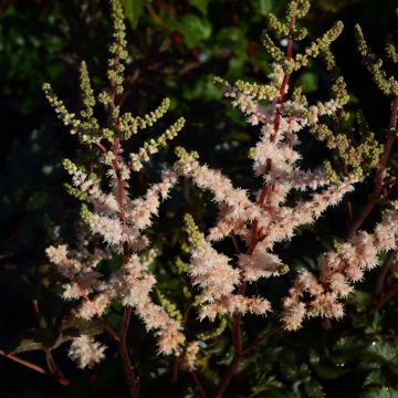 Astilbe, Dwarf Astilbe 'Pink Lightning'