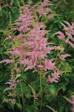 Astilbe, Arendsii Group 'Bressingham Beauty'