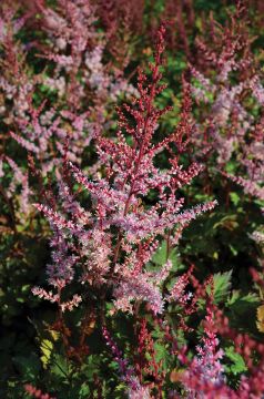 Astilbe, Chinese Astilbe 'Delft Lace'