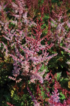 Astilbe, Chinese Astilbe 'Delft Lace'