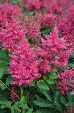 Astilbe, Japanese Astilbe 'Elizabeth van Veen'