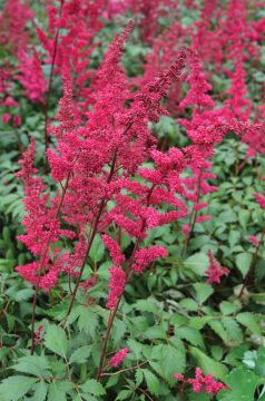 Astilbe, Arendsii Group 'Fanal'