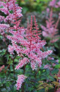 Astilbe, Dwarf Astilbe 'Key West'