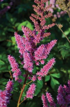 Astilbe, Chinese Astilbe 'Maggie Daley'