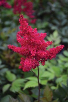 Astilbe, Japanese Astilbe 'Montgomery'