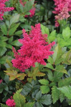 Astilbe, Arendsii Group 'Red Sentinel'