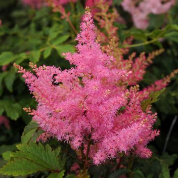 Astilbe, Younique™ False Spirea 'Pink'