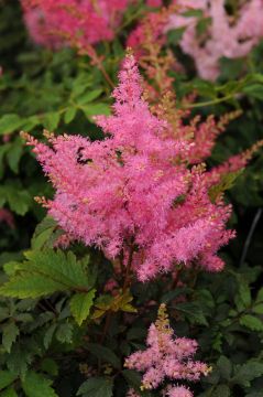 Astilbe, Hybrid Astilbe 'Younique™ Pink'