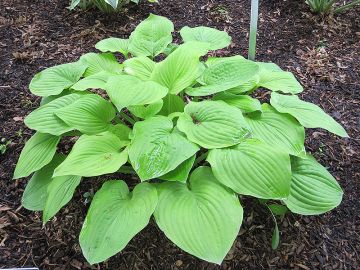 Hosta, Green Leaf 'August Moon'