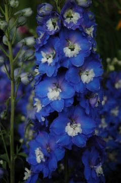 Delphinium, Candle Larkspur 'Aurora™ Blue'