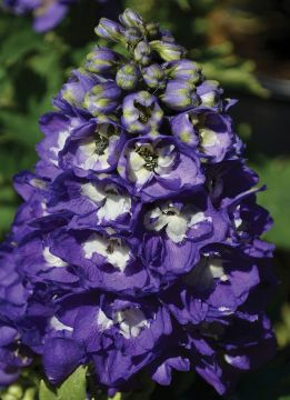 Delphinium, Candle Larkspur 'Aurora™ Deep Purple'