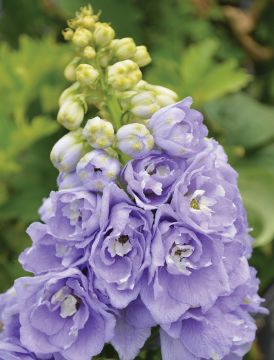 Delphinium, Candle Larkspur 'Aurora™ Lavender'