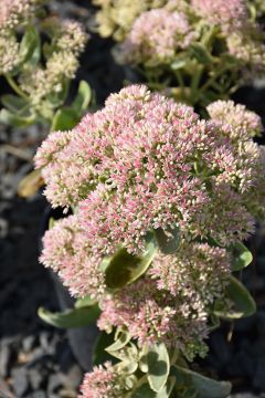 Sedum, Orpine Stonecrop 'Autumn Charm'