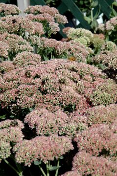 Sedum, Showy Stonecrop 'Autumn Fire'