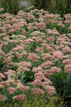 Sedum, Showy Stonecrop 'Autumn Joy'