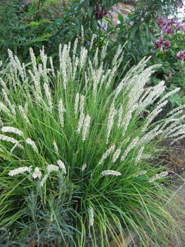 Sesleria, Autumn Moor Grass