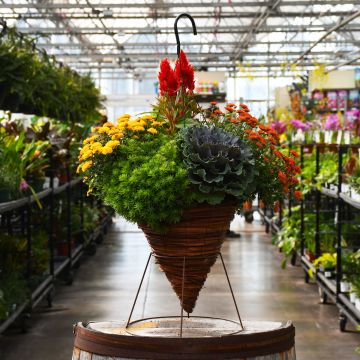 'Awesome Autumn' Fall Combo Hanging Basket