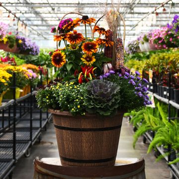 16&quot; Patio Planter Awesome Autumn Combo with Accent