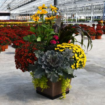 18" Square Awesome Autumn Mambo Combo Patio Planter