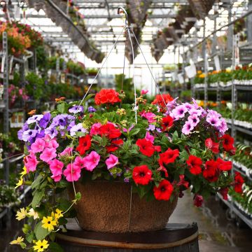 'Awesome Combo' Jumbo Hanging Basket